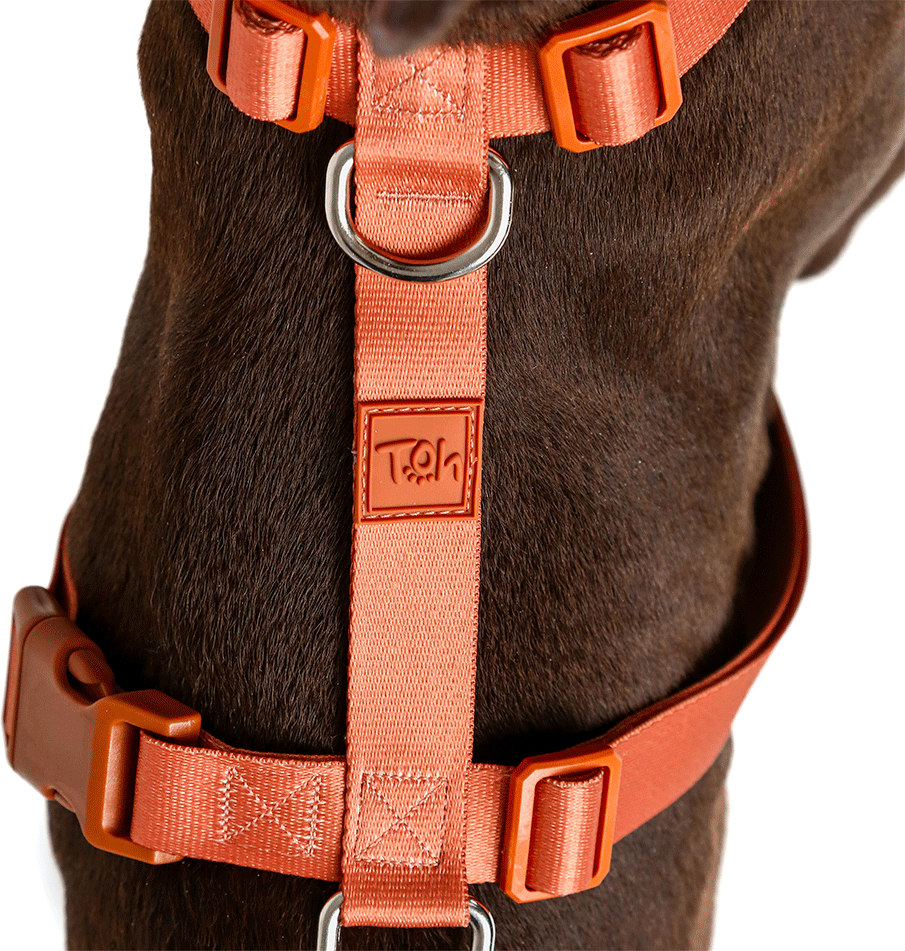 Conjunto Peitoral H e Guia Toh Coral para Cães - Tam. P