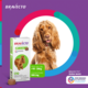 Antipulgas e Carrapatos MSD Bravecto para Cães de 10 a 20 Kg