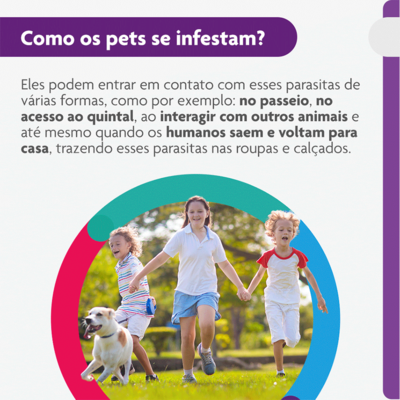 Antipulgas e Carrapatos MSD Bravecto para Cães de 10 a 20 Kg