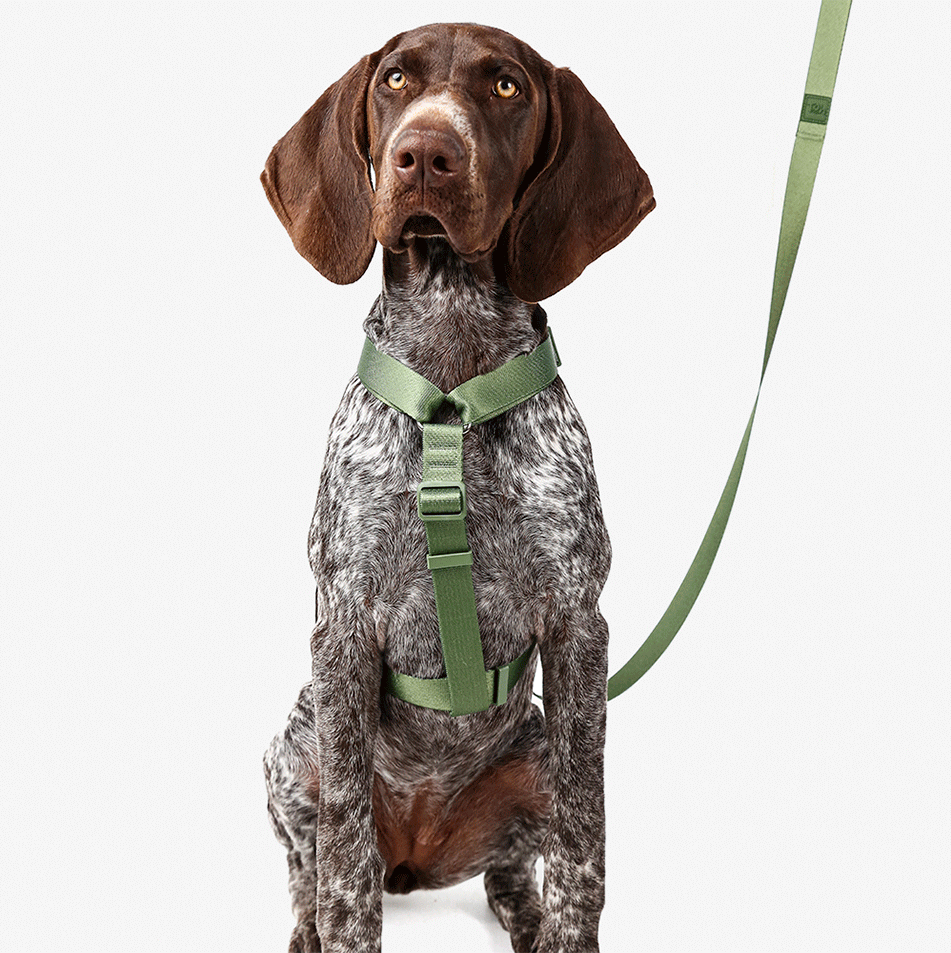 Conjunto Peitoral H e Guia Toh Florest para Cães - Tam. M
