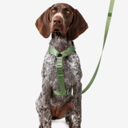 Conjunto Peitoral H e Guia Toh Florest para Cães - Tam. PP
