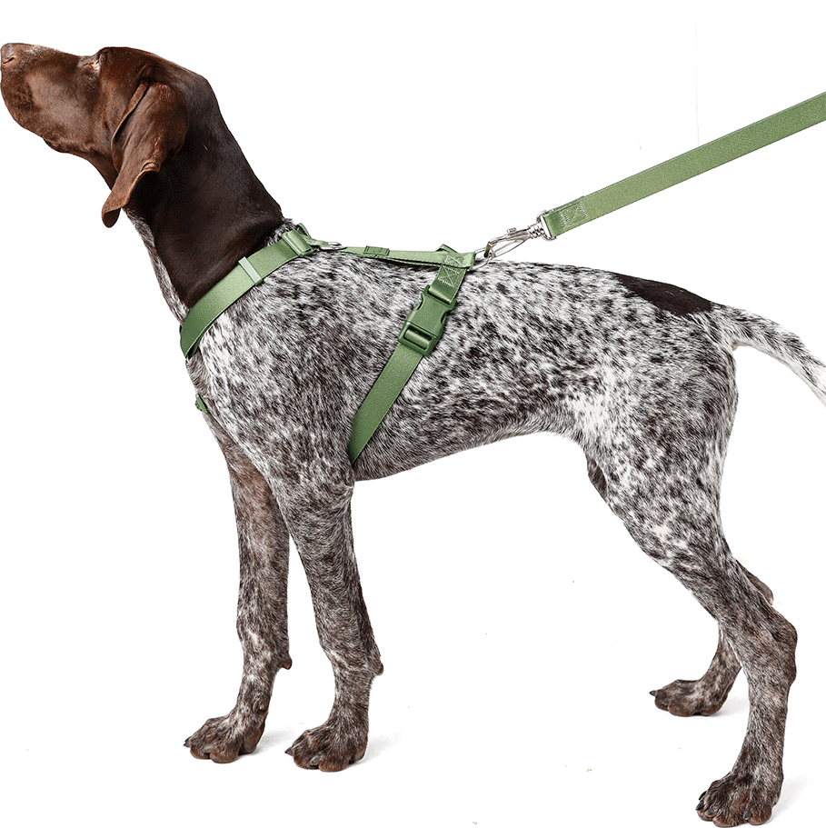 Conjunto Peitoral H e Guia Toh Florest para Cães - Tam. M