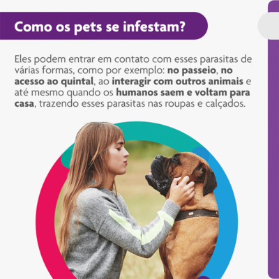 Antipulgas e Carrapatos MSD Bravecto para Cães de 40 a 56 Kg