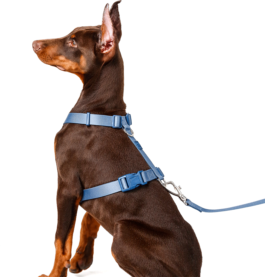 Conjunto Peitoral H e Guia Toh Marine para Cães - Tam. PP