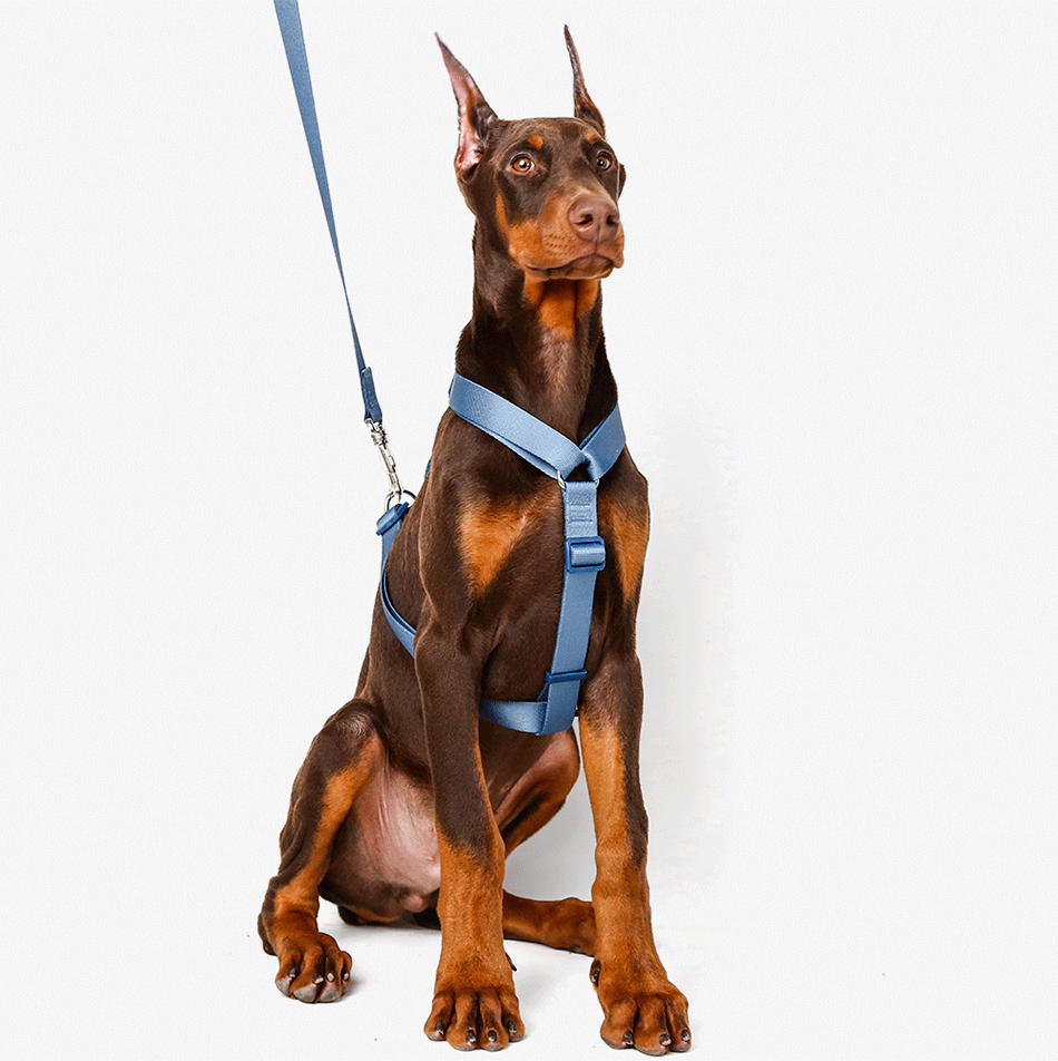 Conjunto Peitoral H e Guia Toh Marine para Cães - Tam. PP
