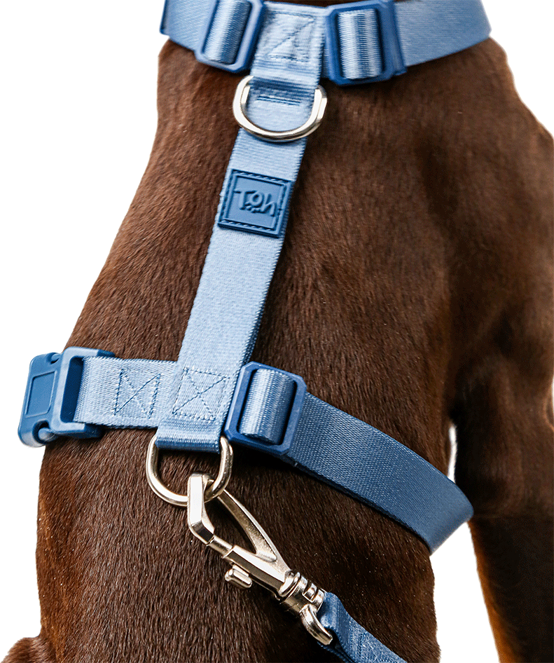 Conjunto Peitoral H e Guia Toh Marine para Cães - Tam. PP