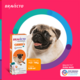 Antipulgas e Carrapatos MSD Bravecto Transdermal para Cães de 4,5 a 10 Kg