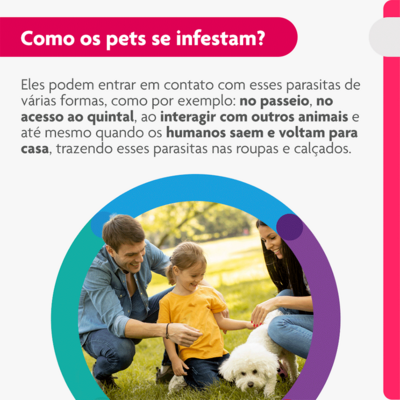 Antipulgas e Carrapatos MSD Bravecto Transdermal para Cães de 4,5 a 10 Kg
