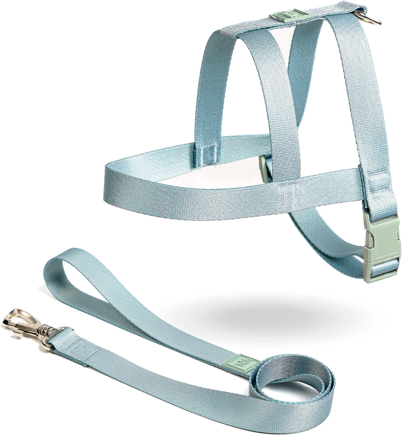 Conjunto Peitoral Tradicional e Guia Toh Alga para Cães - Tam. M