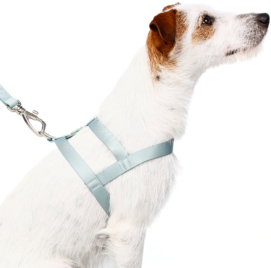 Conjunto Peitoral Tradicional e Guia Toh Alga para Cães - Tam. M