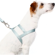 Conjunto Peitoral Tradicional e Guia Toh Alga para Cães - Tam. PP