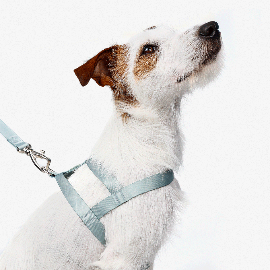 Conjunto Peitoral Tradicional e Guia Toh Alga para Cães - Tam. M