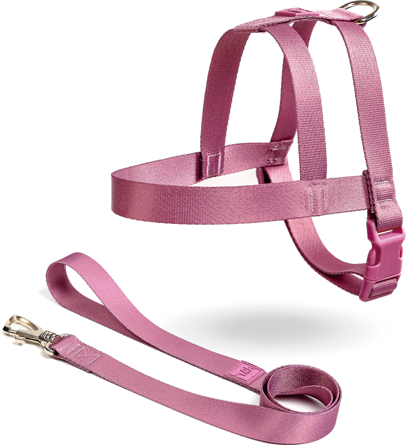 Conjunto Peitoral Tradicional e Guia Toh Bruma para Cães - Tam. P