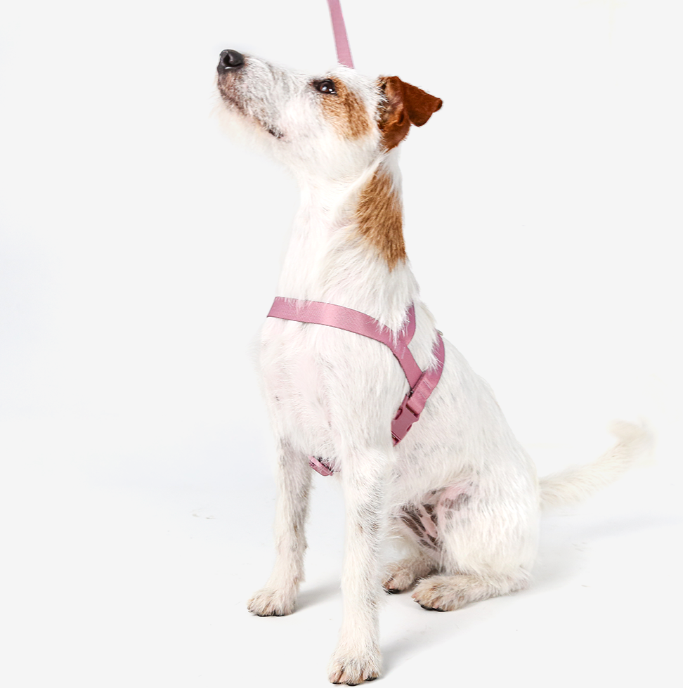 Conjunto Peitoral Tradicional e Guia Toh Bruma para Cães - Tam. P
