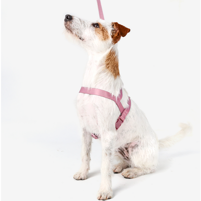 Conjunto Peitoral Tradicional e Guia Toh Bruma para Cães