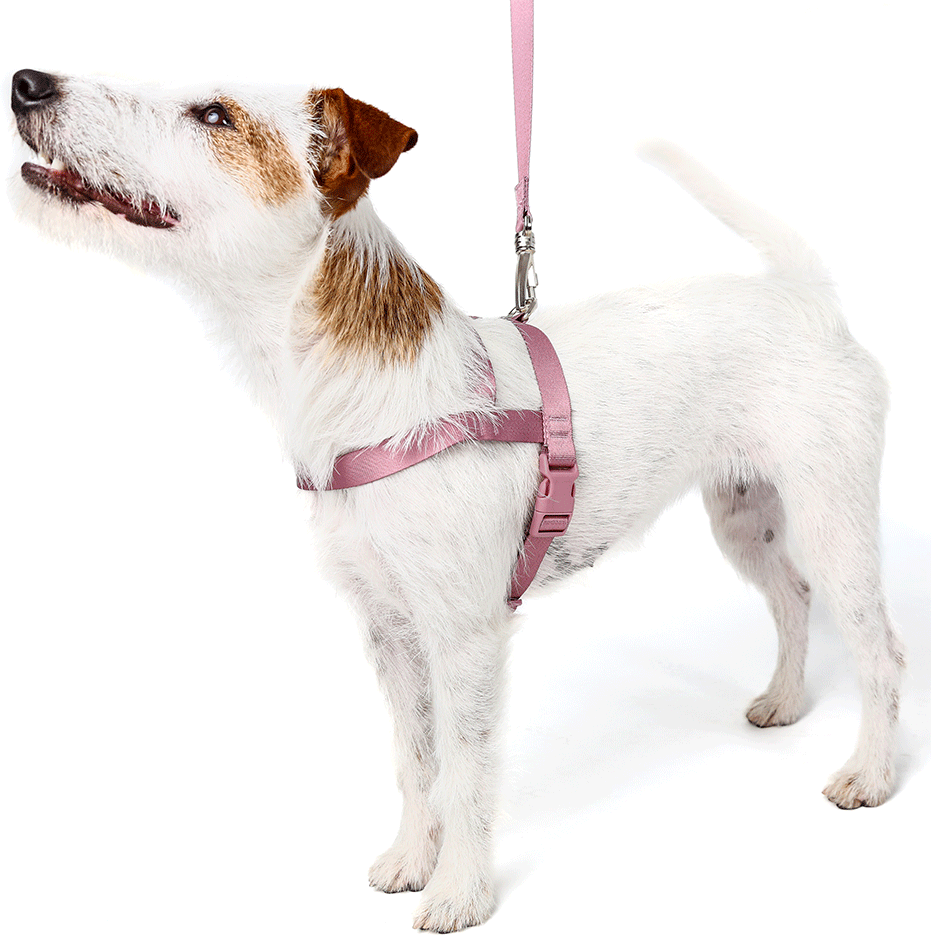 Conjunto Peitoral Tradicional e Guia Toh Bruma para Cães - Tam. P
