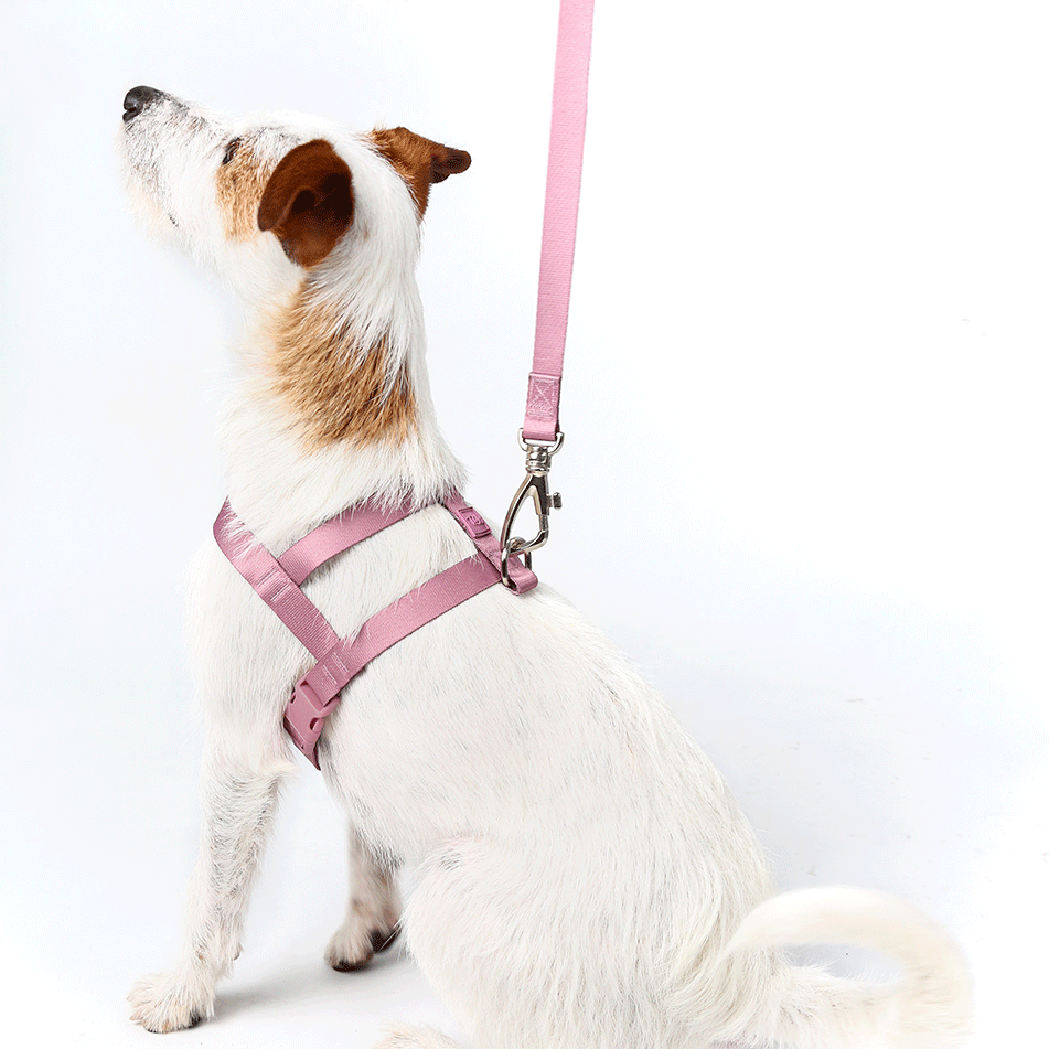 Conjunto Peitoral Tradicional e Guia Toh Bruma para Cães - Tam. P