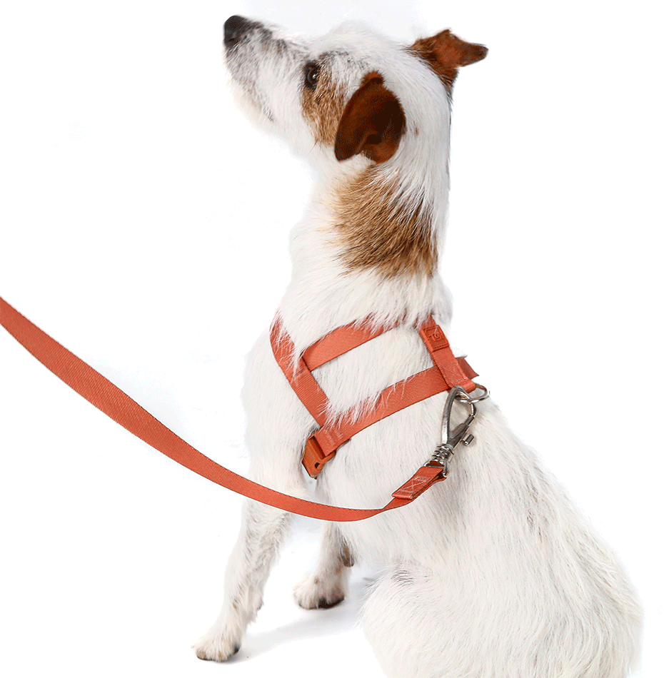 Conjunto Peitoral Tradicional e Guia Toh Coral para Cães - Tam. M