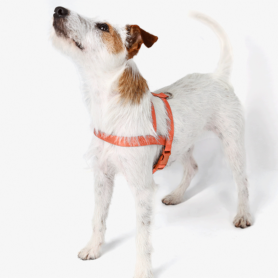 Conjunto Peitoral Tradicional e Guia Toh Coral para Cães - Tam. M