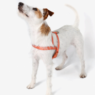 Conjunto Peitoral Tradicional e Guia Toh Coral para Cães - Tam. GG