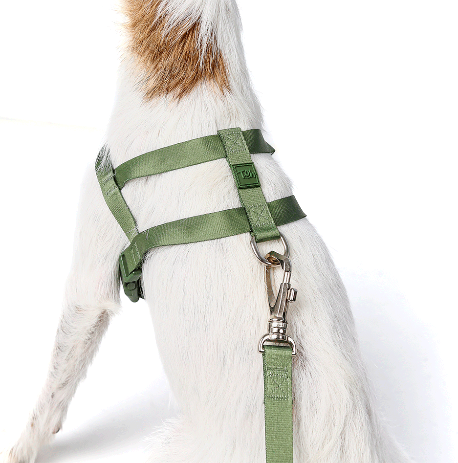 Conjunto Peitoral Tradicional e Guia Toh Florest para Cães - Tam. M