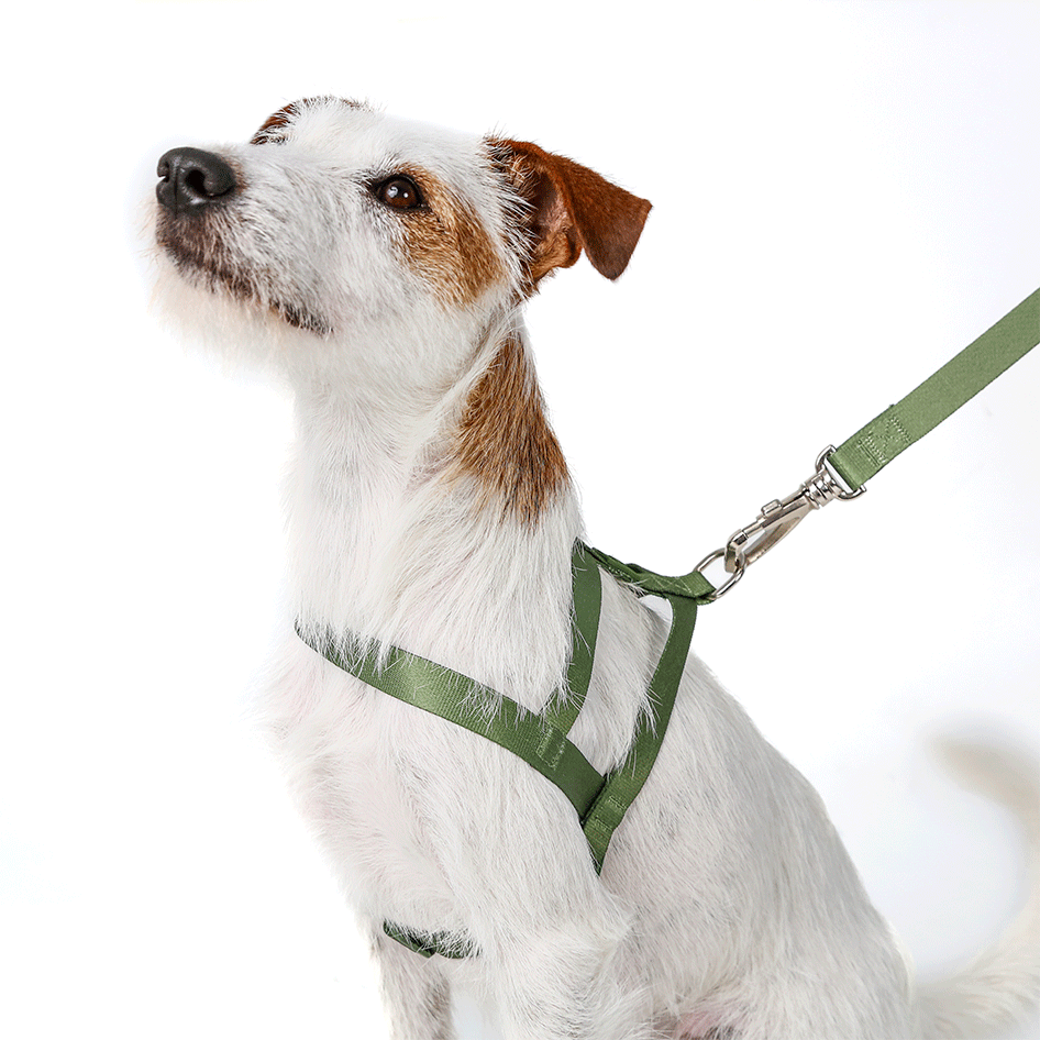 Conjunto Peitoral Tradicional e Guia Toh Florest para Cães - Tam. M