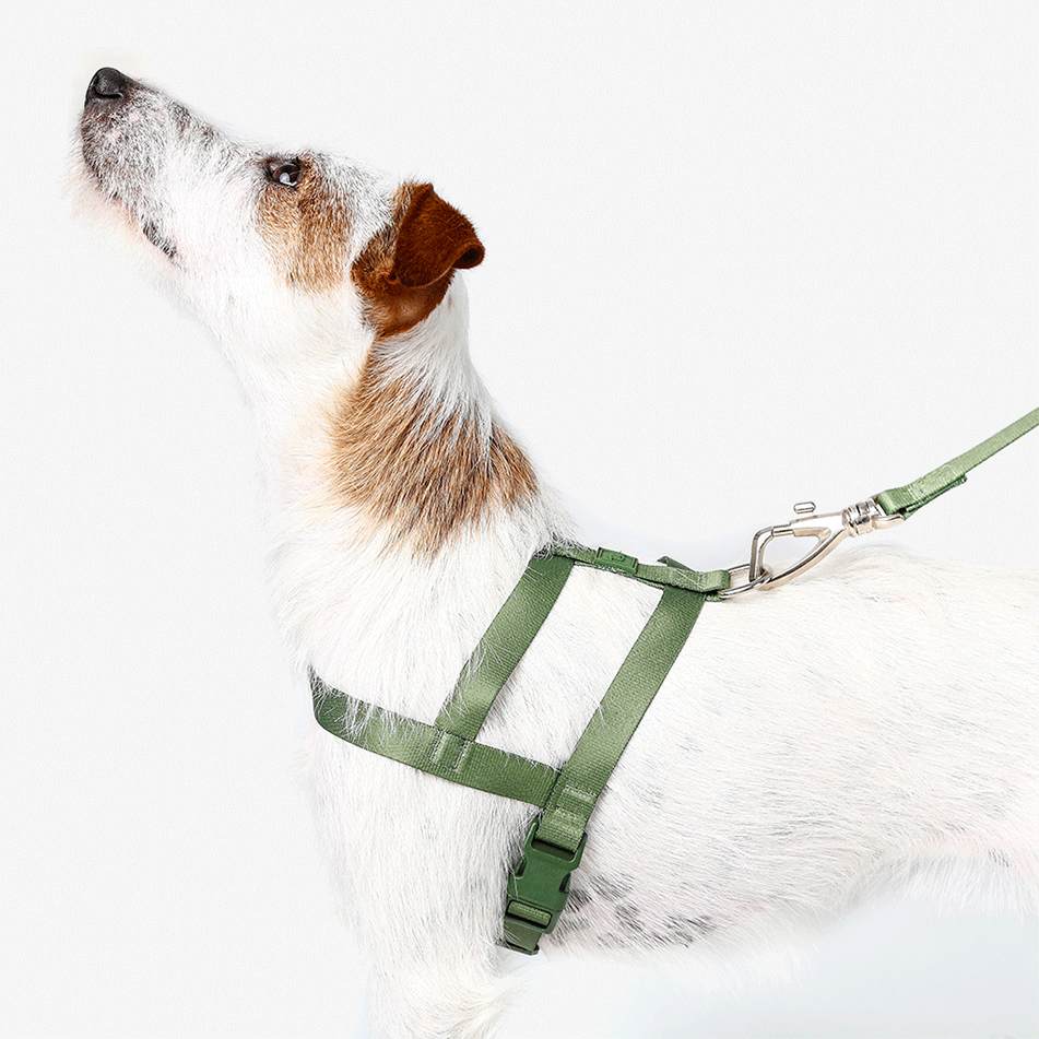Conjunto Peitoral Tradicional e Guia Toh Florest para Cães - Tam. M