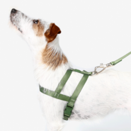 Conjunto Peitoral Tradicional e Guia Toh Florest para Cães - Tam. P