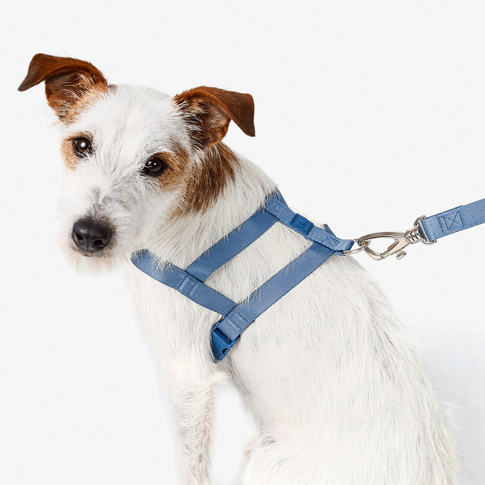 Conjunto Peitoral Tradicional e Guia Toh Marine para Cães - Tam. M