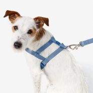 Conjunto Peitoral Tradicional e Guia Toh Marine para Cães - Tam. M