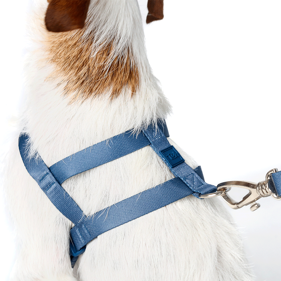 Conjunto Peitoral Tradicional e Guia Toh Marine para Cães - Tam. M