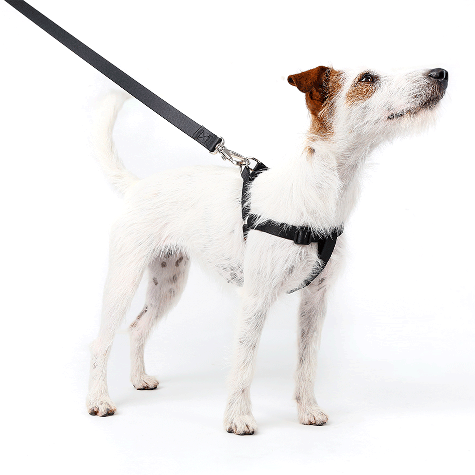 Conjunto Peitoral Step In e Guia Toh Black para Cães - Tam. M