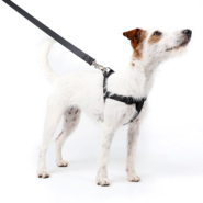 Conjunto Peitoral Step In e Guia Toh Black para Cães - Tam. P