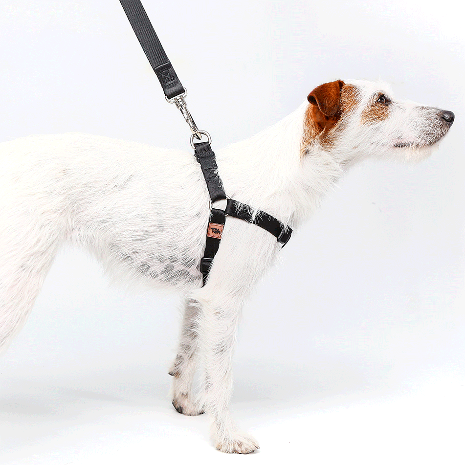 Conjunto Peitoral Step In e Guia Toh Black para Cães - Tam. M