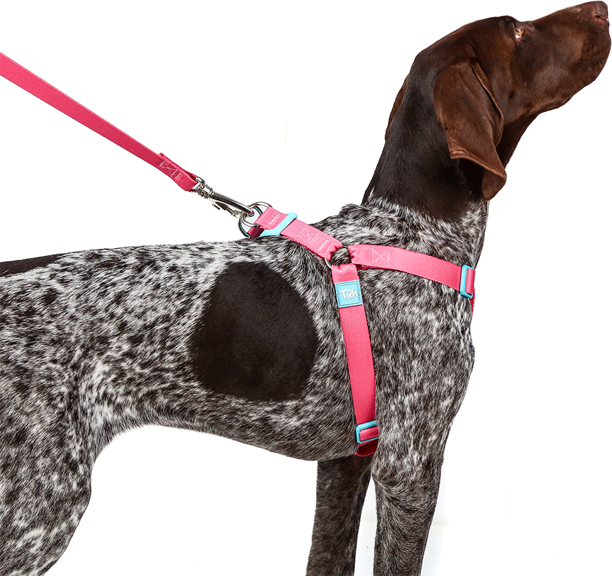 Conjunto Peitoral Step In e Guia Toh Fiji para Cães - Tam. P