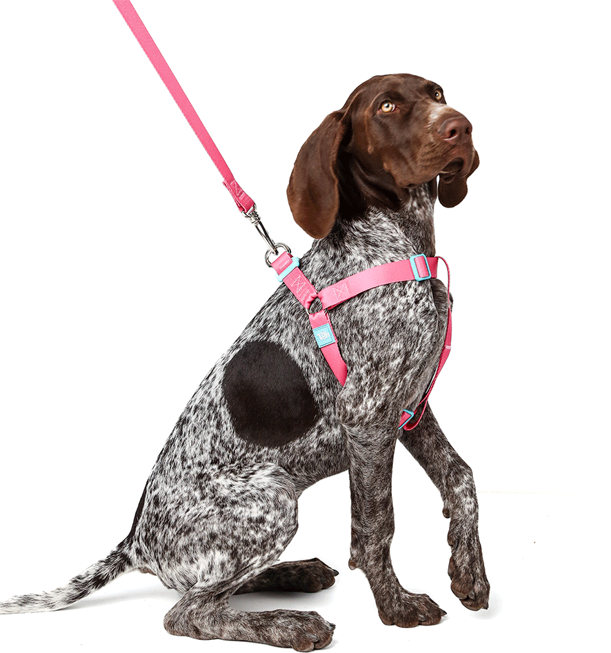 Conjunto Peitoral Step In e Guia Toh Fiji para Cães - Tam. P