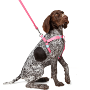 Conjunto Peitoral Step In e Guia Toh Fiji para Cães - Tam. M
