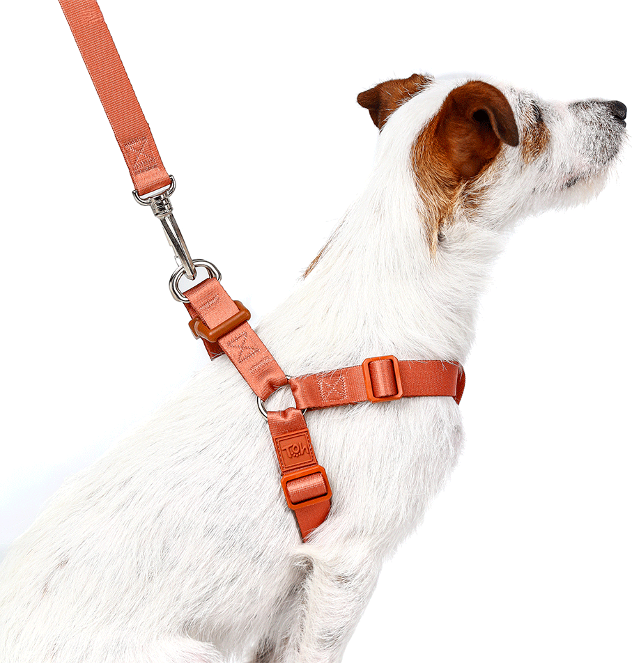 Conjunto Peitoral Step In e Guia Toh Coral para Cães - Tam. P