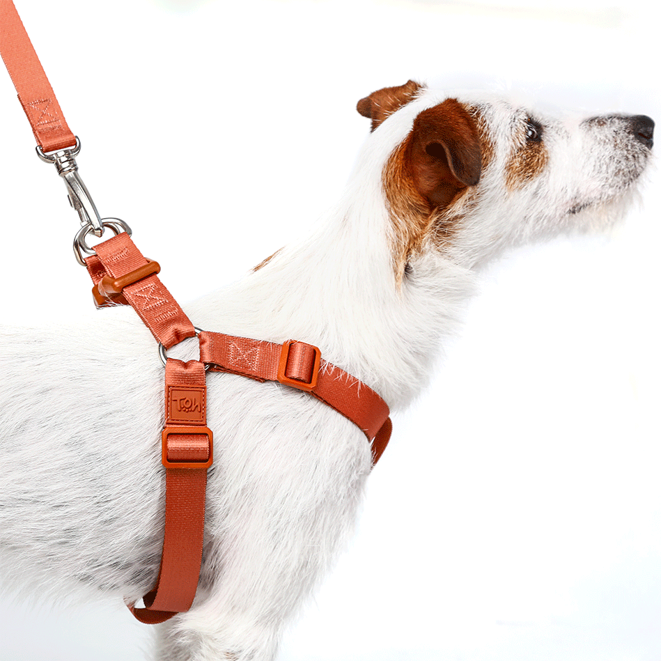 Conjunto Peitoral Step In e Guia Toh Coral para Cães - Tam. P