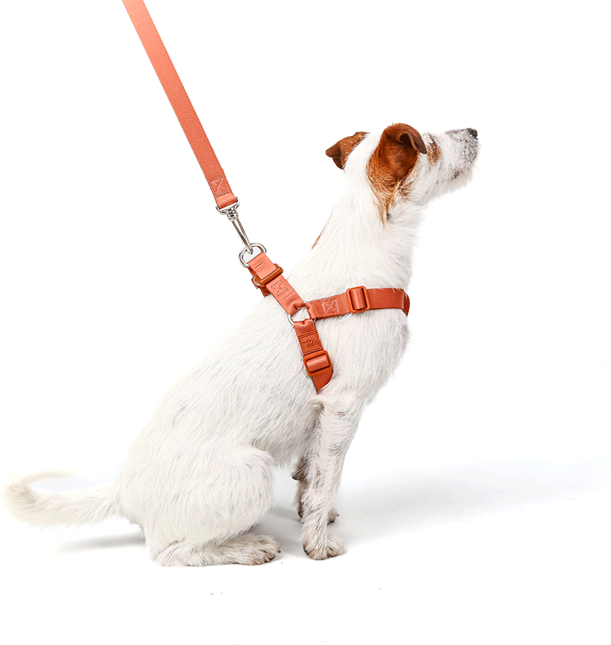 Conjunto Peitoral Step In e Guia Toh Coral para Cães - Tam. P