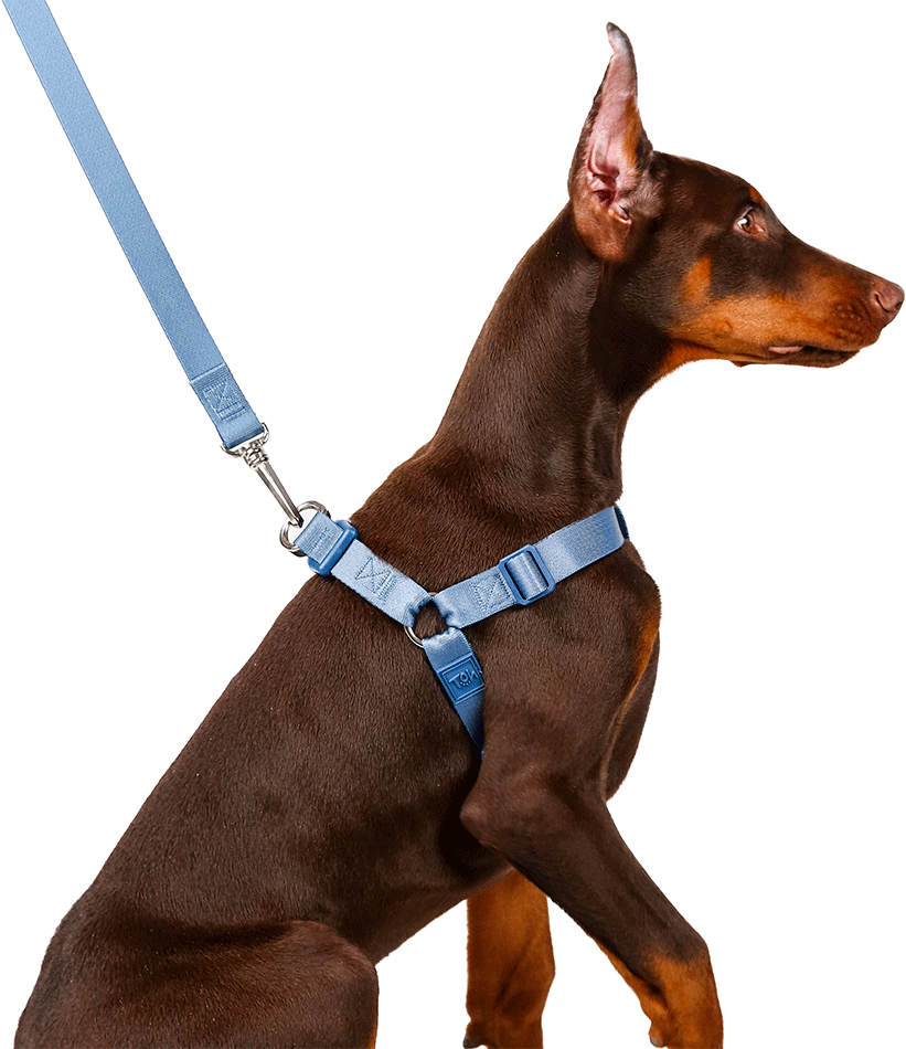 Conjunto Peitoral Step In e Guia Toh Marine para Cães - Tam. M