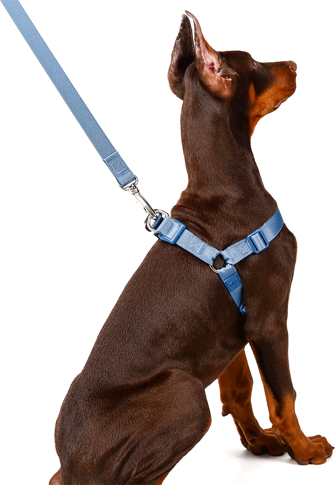 Conjunto Peitoral Step In e Guia Toh Marine para Cães - Tam. M