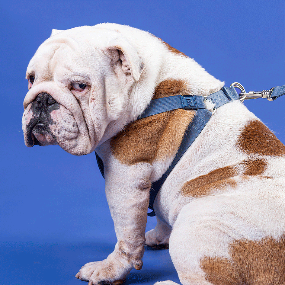 Conjunto Peitoral Step In e Guia Toh Marine para Cães - Tam. M