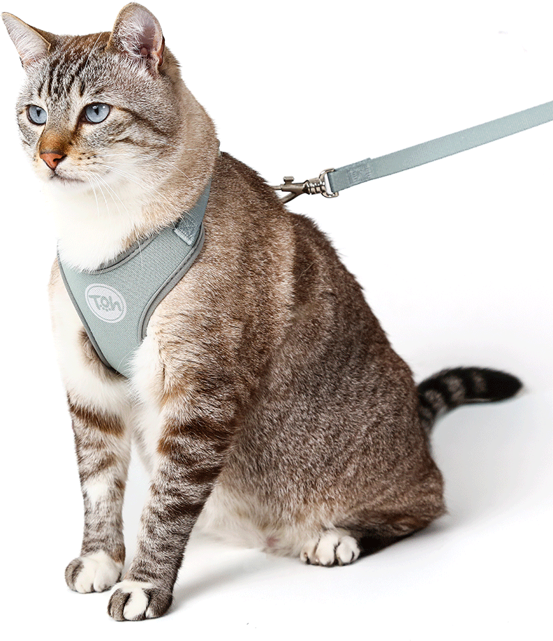 Conjunto Peitoral H e Guia Toh Neo Alga para Gatos - Tam. Único