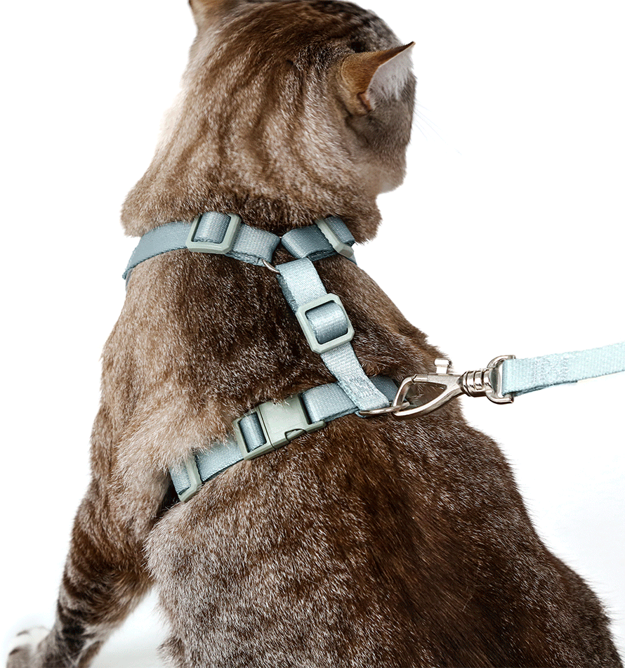 Conjunto Peitoral H e Guia Toh Neo Alga para Gatos - Tam. Único