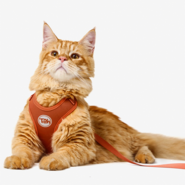 Conjunto Peitoral H e Guia Toh Neo Coral para Gatos - Tam. Único