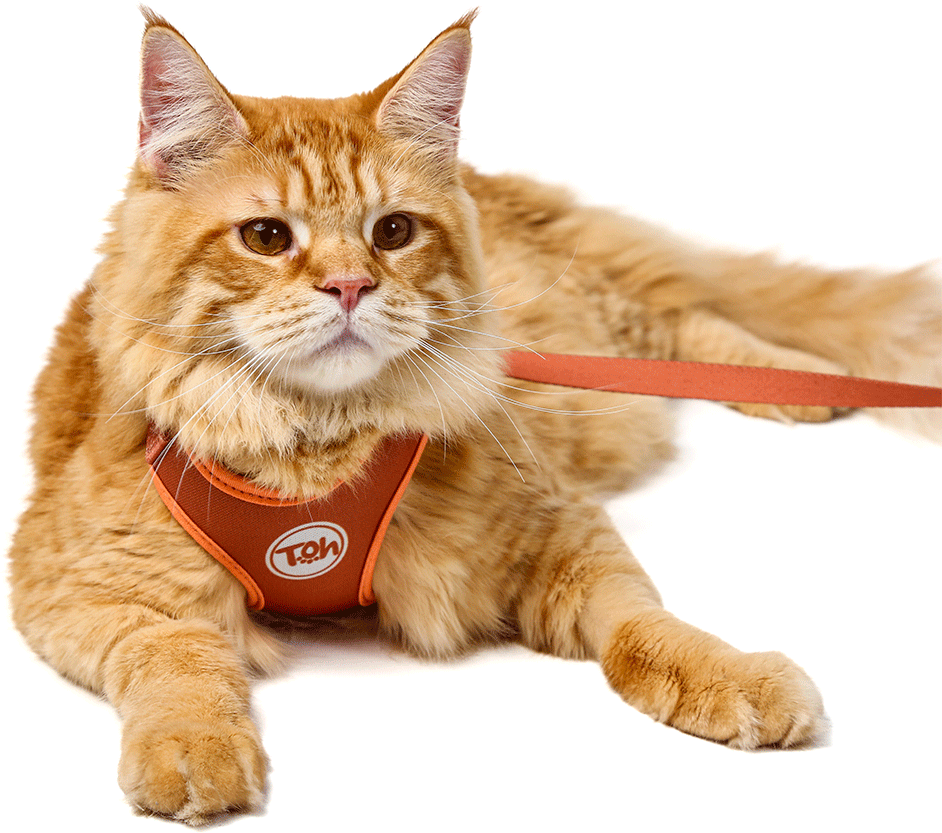 Conjunto Peitoral H e Guia Toh Neo Coral para Gatos - Tam. Único