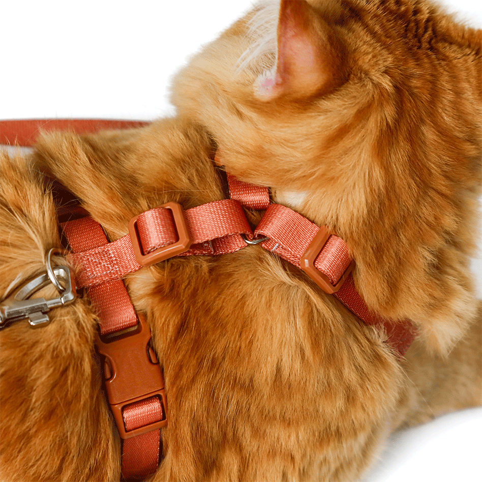 Conjunto Peitoral H e Guia Toh Neo Coral para Gatos - Tam. Único