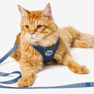 Conjunto Peitoral H e Guia Toh Neo Marine para Gatos - Tam. Único