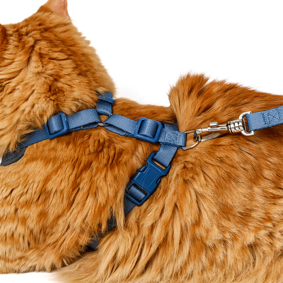 Conjunto Peitoral H e Guia Toh Neo Marine para Gatos - Tam. Único